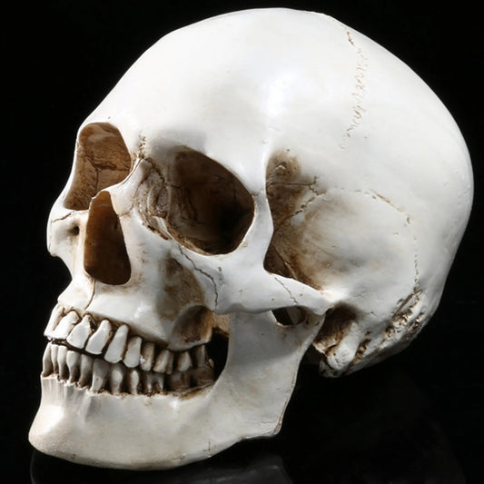 Movable Halloween Decorations Halloween Human Head Skeleton Resin Life Size Skulls Lifesize Decor Realistic Crafts Decorations